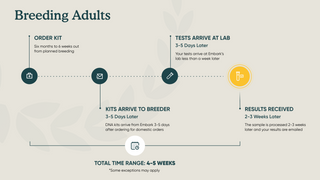 infographic showing breakdown of timeline on when a breeder should order a test when making decisions for adult dog pairings