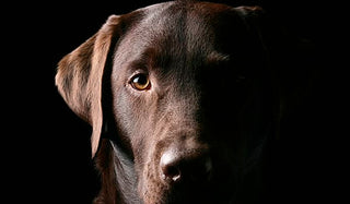 Progressive Retinal Atrophy in Dogs Explained
