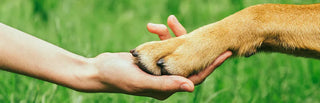 close-up of a person's hand holding a dog's paw
