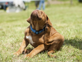 a brown puppy scratching behind its ear