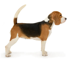 beagle standing