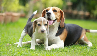 Not breeding your purebred? Why a dog DNA test still matters