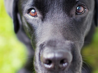 close-up of a black labrador retriever