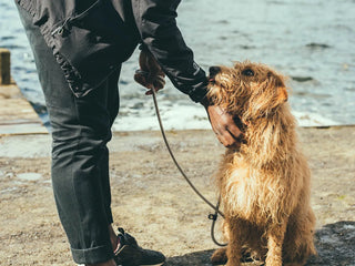 a person leaning down and scratching a fluffy dog's neck on the beach