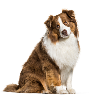 an australian shepherd sitting