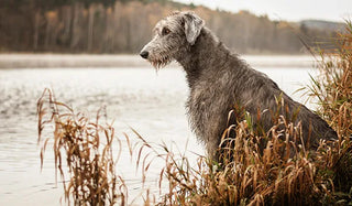 an irish wolfhound sitting outside next to a pond