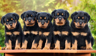 five rottweiler puppies sitting in a row
