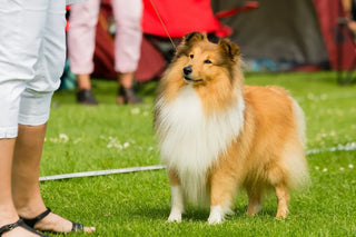 shetland sheepdog standing outside