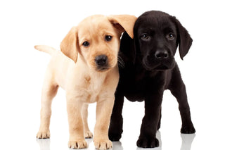 two labrador retriever puppies standing next to each other, one yellow and one black