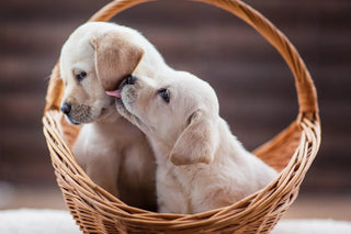 Two light cream-colored puppies sitting inside a woven wicker basket, with one puppy licking the other puppy's face.