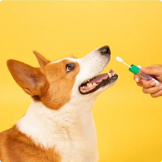 a person getting ready to swab a corgi-looking dog to collect dna sample for embark testing