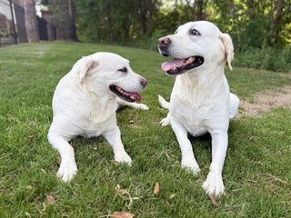 two dogs named honey and poppy sitting next to each other on the grass