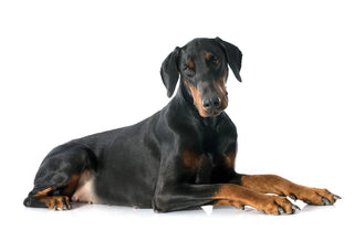 doberman laying down on the floor