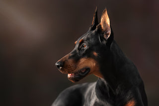 a doberman looking to the side