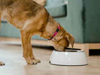 a tan dog eating food