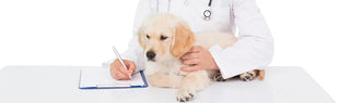 golden retriever puppy sitting on a table with a veterinarian who is writing notes