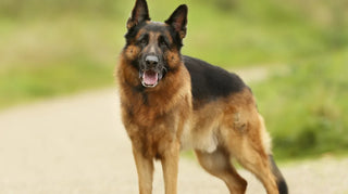 a gsd outside