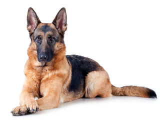 german shepherd dog laying down with legs crossed