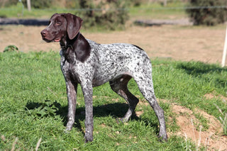 a german shorthaired pointer standing outside