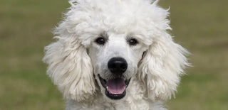 close-up of a white poodle outside in the field