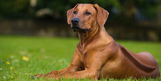 rhodesian ridgeback laying down in grass