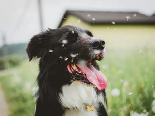 a black and white dog in a field where there's pollen flying around