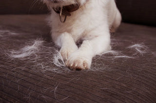 close-up of a white dog's paws on a couch with lots of shedding around him