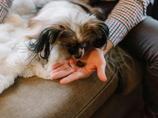 small fluffy dog laying on a couch while a person feeds him a supplement chew