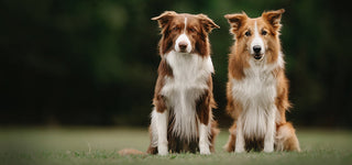 two border collies sitting outside
