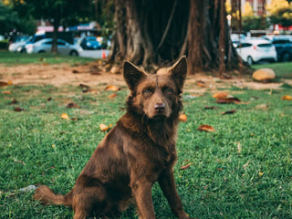 brown dog sitting outside