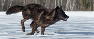 A black and brown wolf running through snow