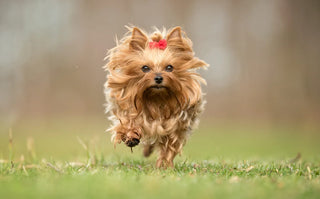 yorkshire terrier running through the grass with a red bow tie