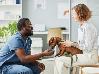How to Talk to Your Veterinarian About Your Dog’s MDR1 Result