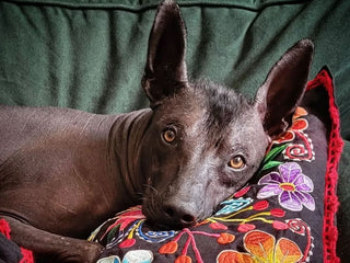 The History of Dogs and Day of the Dead