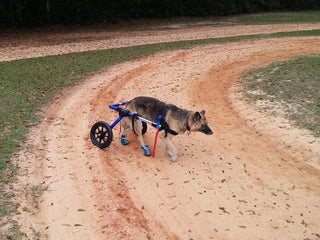 Vet-Approved Mobility Support Tools for Dogs