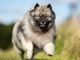Case Study: Uncovering vWD (Type I) in a surprising dog breed!