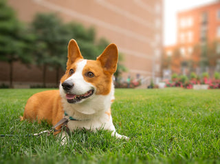 Most Popular Dog Names of 2024