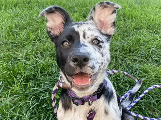 Top 5 Most Surprising Breeds in Embark Results