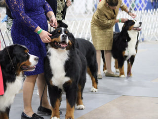 Embark at the National Dog Show