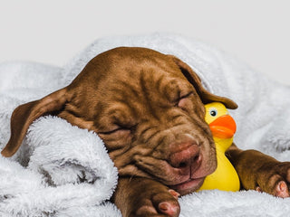 New Puppy Checklist