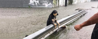 dog waiting to be rescued from hurricane harvey