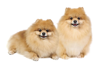 Genetic Health Testing for Pomeranians