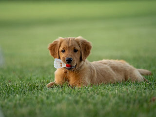 How to Keep Your New Puppy from Nipping and Mouthing