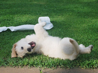 What To Do If Your Puppy Has Diarrhea