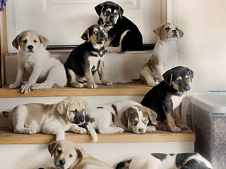 Recombination Explained: How Littermates Can Look Different