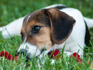 5 Dog Games That Practice Stay