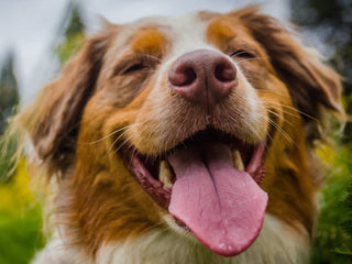 Why Your Dog’s Genetic Breed Results May Not Be What You Expected