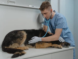 The Importance of Regular Vet Visits for Your Dog