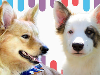 Why Mixed Breed Siblings May Not Look Exactly Alike