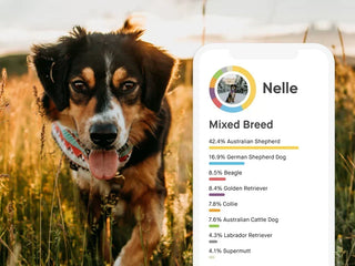 a dog named nelle in a field with a smartphone showing her embark breed ancestry report showing that she's a mix of australian shepherd, german shepherd dog, beagle, golden retriever, collie, australian cattle dog, labrador retriever, and supermutt